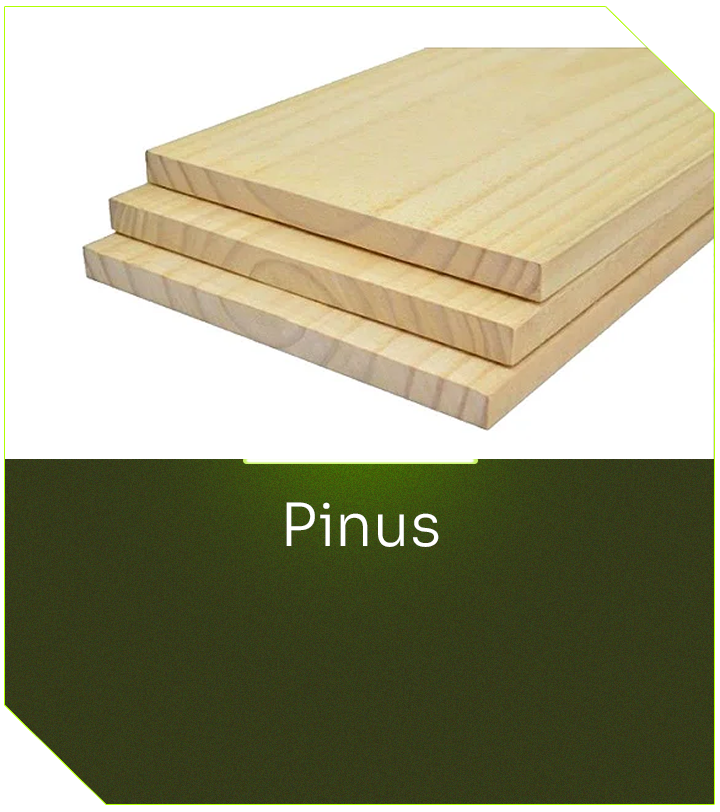 Pinus