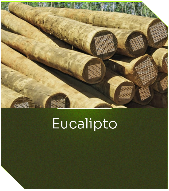 eucalipto